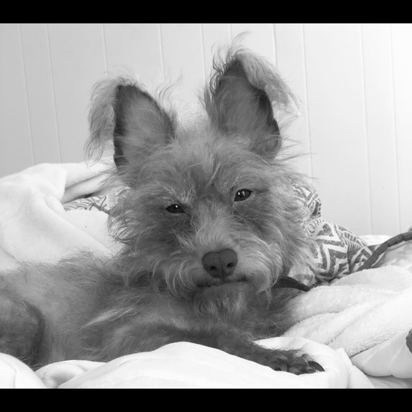 Meet your Posher, Carmen - Picture 1 of 1